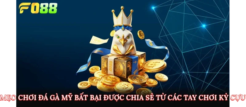 Mẹo chơi đá gà mỹ bất bại được chia sẻ từ các tay chơi kỳ cựu 