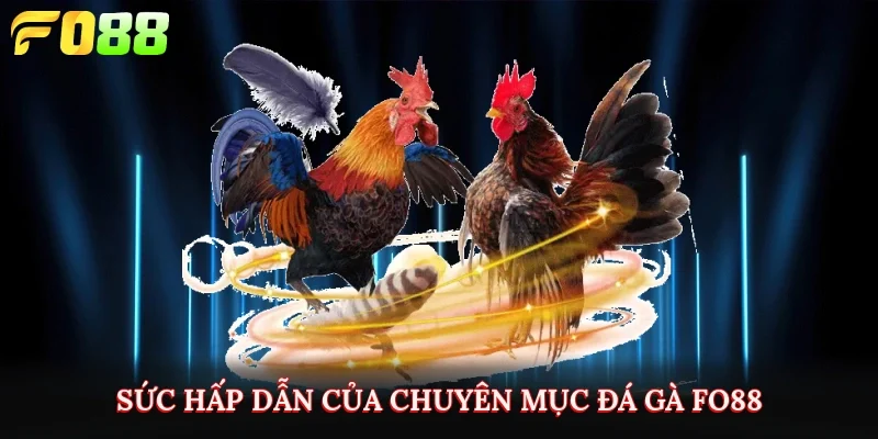 Sức hấp dẫn của chuyên mục đá gà Fo88